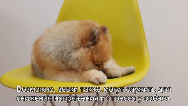 Магия собачьих зевков: почему собаки зевают, когда их видят? смотреть онлайн