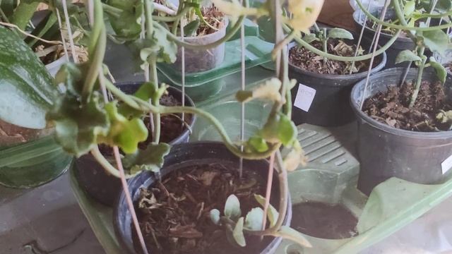 Ceropegia Sandersonii suculenta Rara ! Flor Paraquedas! смотреть онлайн