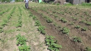 Насадка -  культиватор на китайский триммер.