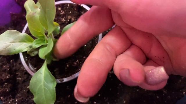 #петуния_опера_готовим_на_черенки «цветы от Фаины »# petunia_opera_cooking_on_cuttings смотреть онлайн