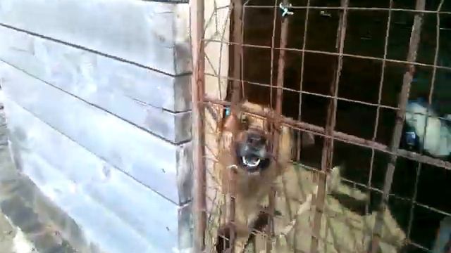 Веневская усыпалка. ИП Стариков. Где деньги, брат?... смотреть онлайн