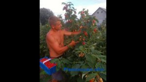 Малина Маравилла. Шпалера