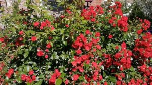 Почвопокровные розы в моем саду !!!