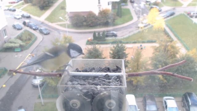 Прямая трансляция пользователя Кормушка смотреть онлайн
