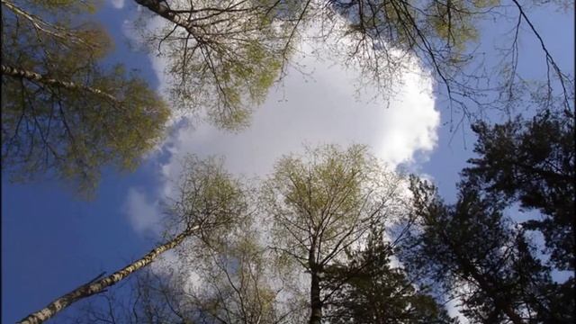 Посмотри вверх