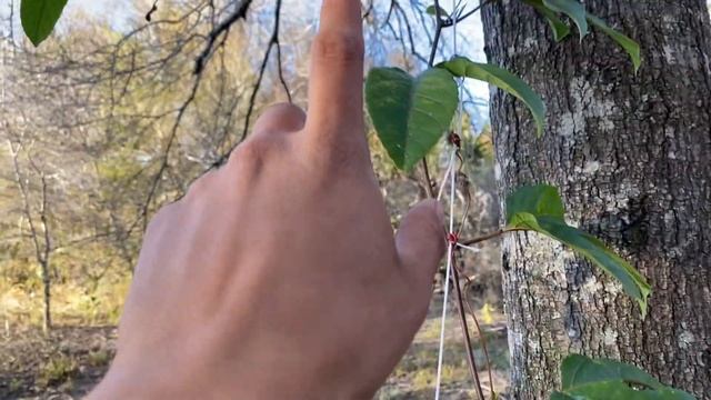 Passion Fruit Vines | Passiflora Edulis Update 2021
