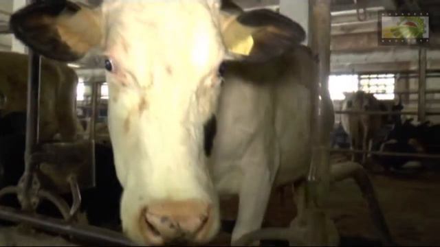 Семинар по животноводству на производственной площадке СПК им. Н.К.Крупской смотреть онлайн