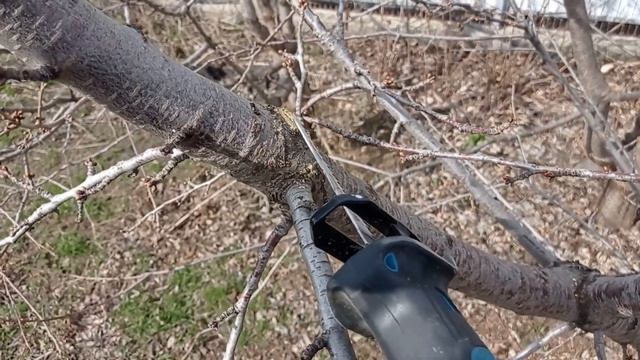 КАК ПОНИЗИТЬ ДЕРЕВО / pruning a tree смотреть онлайн
