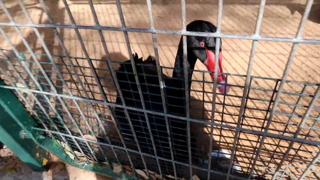 Галопом по Раанане и Герцлии смотреть онлайн