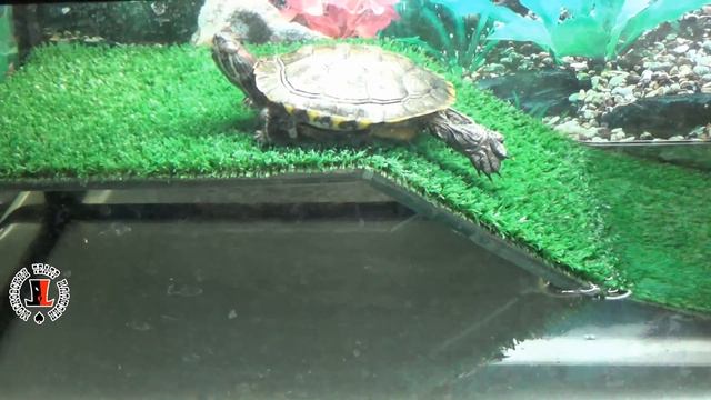 Московский театр иллюзии. Видеоэкскурсия по акватеррариуму смотреть онлайн