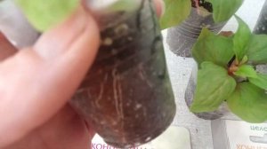 целозия из семян. Горшечная целозия от фирмы «Биотехника»