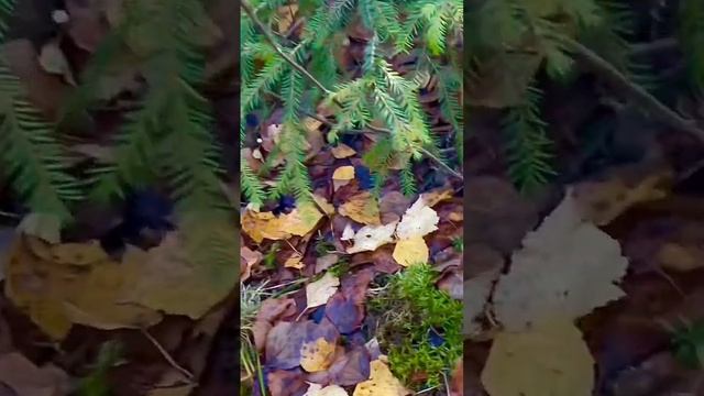 Сюрприз В КОНЦЕ РОЛИКА! Смотреть до конца! Черные грузди и Белые грибы ! Сказочная Карелия ГРИБНИК смотреть онлайн