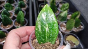 ЗАМИОКУЛЬКАС продажа вариегатный, зензи, равен