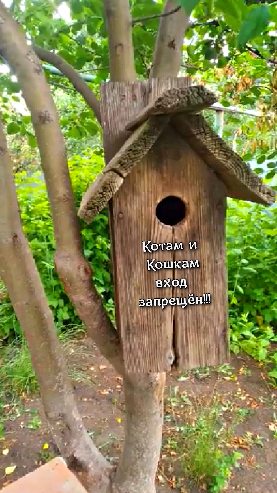 Целая куча птенцов в скворечнике! смотреть онлайн