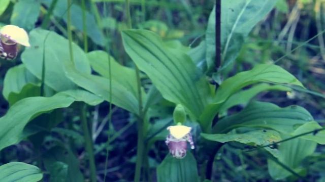 Венерин башмачок пятнистый смотреть онлайн
