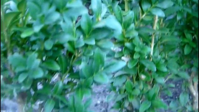 Что посадить в саду? Декоративный кустарник самшит смотреть онлайн