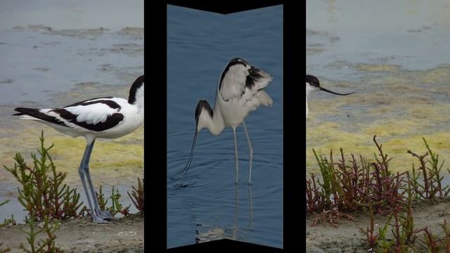 Шилоклювка из Красной книги России. смотреть онлайн