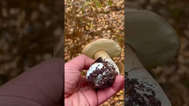 Грибник ОШАРАШЕН! В ОБМОРОКЕ! Гриб ЗА ГРИБОМ! Белые грибы смотреть онлайн