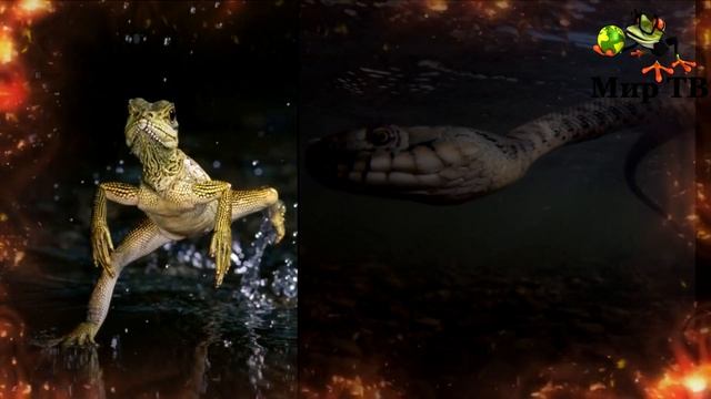 ЯЩЕРИЦА ПРОТИВ ЗМЕИ. Ящерица Василиск в деле.