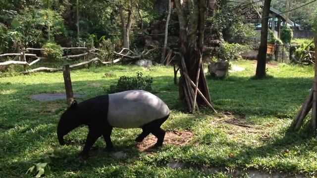 Тапиры. в Патайе зоопарке смотреть онлайн