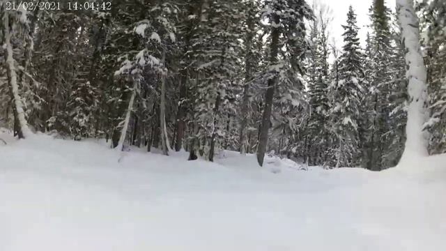 Тайга Варяг 550 V по пухляку