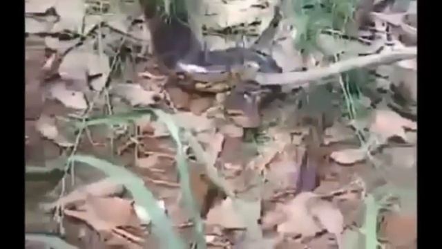 Man VS Giant Anaconda Attack Compilation смотреть онлайн