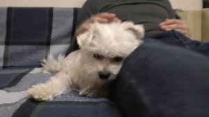 ЗОЯ СКРЫВАЕТ СВОЕГО ПАРНЯ! шок! Кевин и зверодетки ушли в магазин!