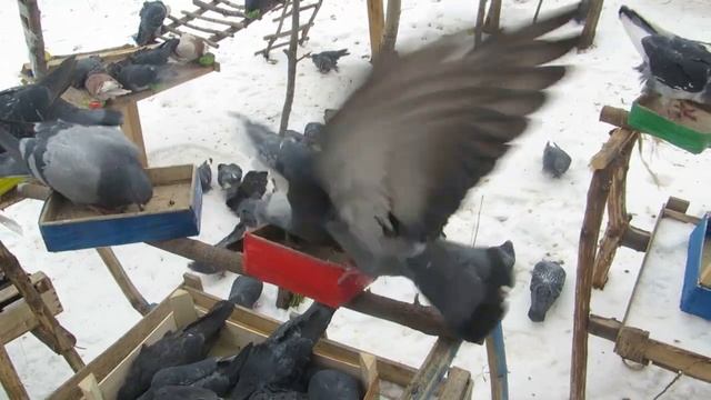 ГОЛУБИ ЛЕНИНСКИЙ ПАРК НА НЕФТЯНИКЕ ХАБАРОВСК 17 октября 6 ноября 2023 г Ролик 5 смотреть онлайн