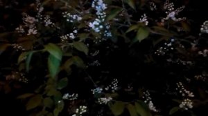 ещё не вся ЧЕРЁМУХА тебе в окошко брошена...