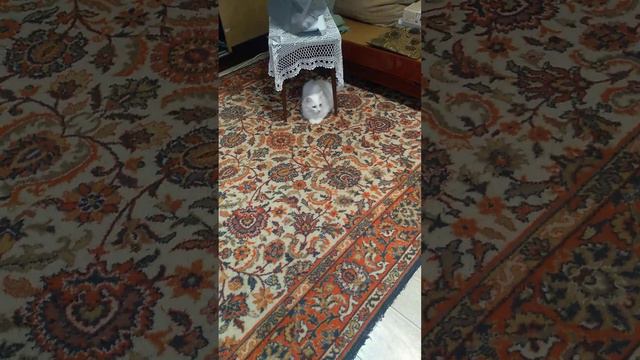 немного подрались😏, но вообще они дружат🤗 смотреть онлайн