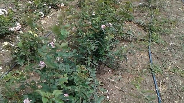 Плетистые розы смотреть онлайн