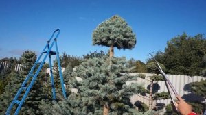 Мастер класс по стрижке ели!