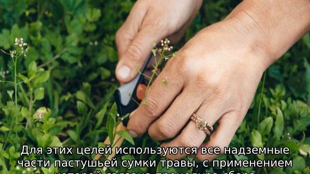 Пастушья сумка трава: описание, применение, от чего помогает