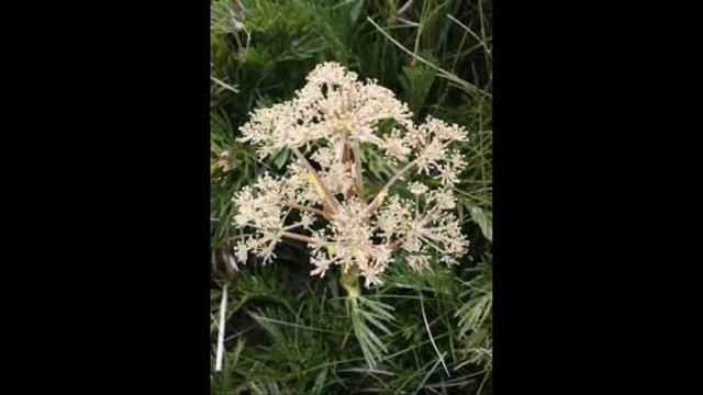 #Зонтичные #Garden flowers102 Декоративные растения смотреть онлайн