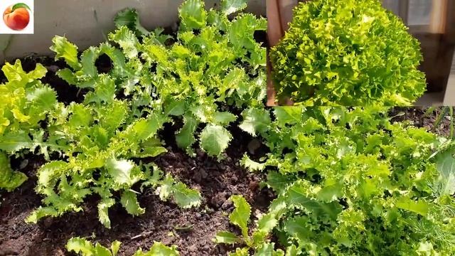 Салат! Выращивание супер Полезного и вкусного салата Эндивий, секреты и советы смотреть онлайн