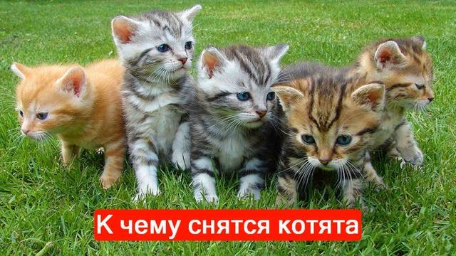 К чему снятся котята по разным сонникам смотреть онлайн
