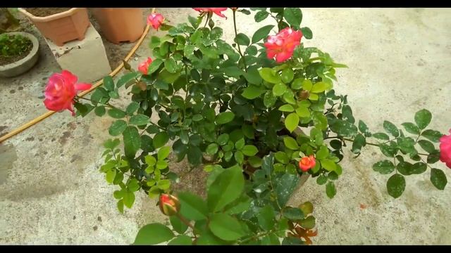 Winter care of Rose plant. How to care rose Plant in winter. care of rose plant in winter. смотреть онлайн