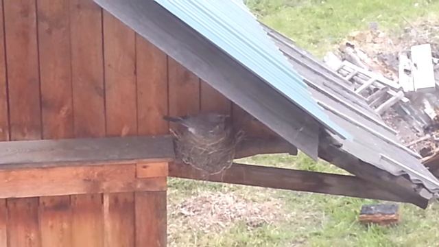 Дрозд рябинник (Помогите определить тип птицы) смотреть онлайн