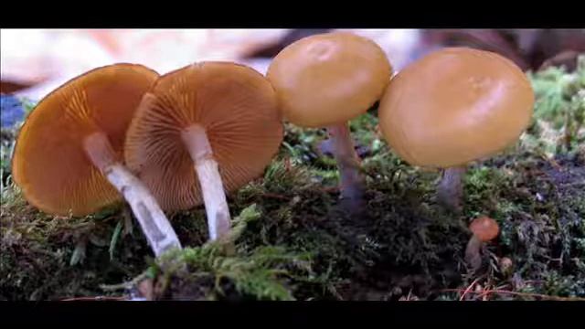 Galerina marginata смотреть онлайн