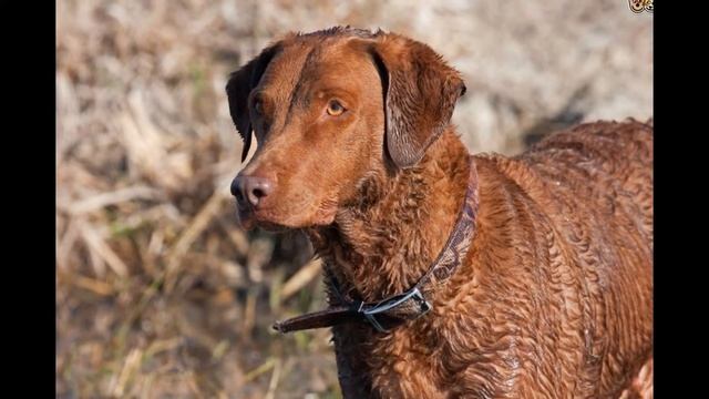 Чесапик- Бей Ретривер/Chesapeake Bay Retriever (порода собак HD slide show)! смотреть онлайн