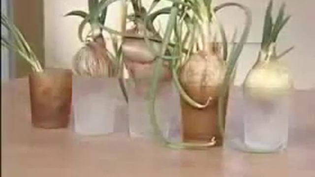 Грядка домашняя гидропонная "Луковое счастье" смотреть онлайн