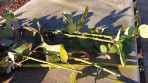 Как отвадить кошку гадить на грядке. Спасаем хвойники от кошек.