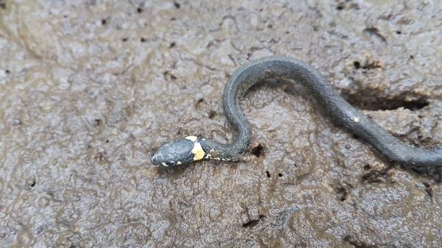 Ужик (Natrix natrix) 🐍 смотреть онлайн