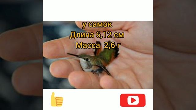 самая маленькая птичка в мире смотреть онлайн