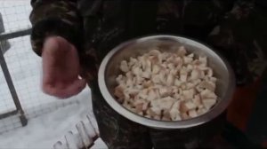 Копеечный белок для кур несушек.