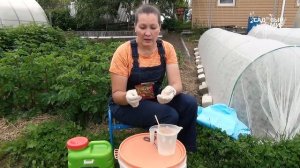 Зацвела картошка - трави жука! Чем обработать ботву картошки от колорадского жука.