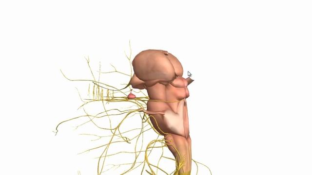 Basic Parts of the Brain - Part 1 - 3D Anatomy Tutorial смотреть онлайн