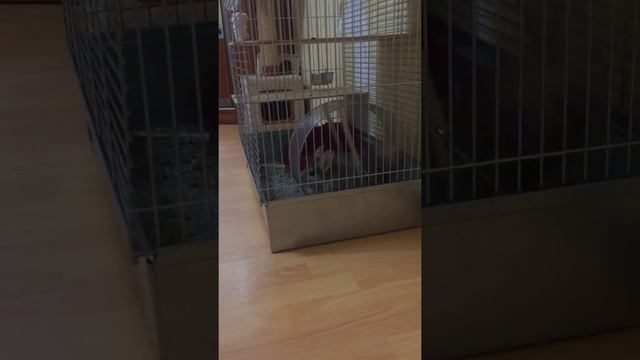 Колесо для шиншиллы Лунтик смотреть онлайн