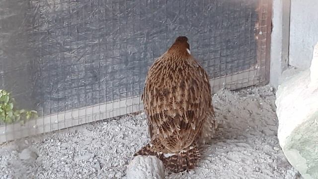 Самка гималайского монала сносит яйцо смотреть онлайн