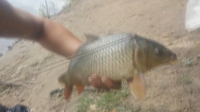 КАК на РЫБАЛКЕ ПОСАДИТЬ КАРПА на КУКАН смотреть онлайн